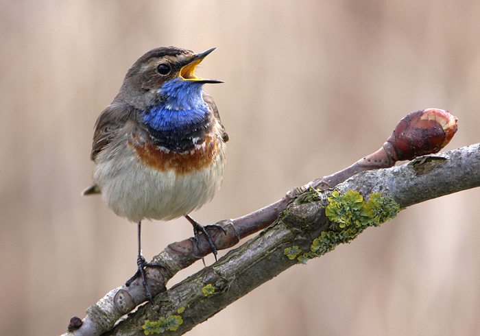 zingende blauwborst.jpg